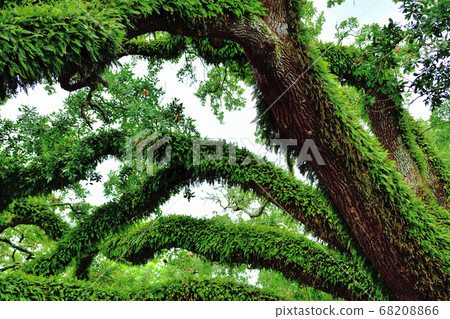 Southern American Farm Oakley Plantation Giant Oak Tree Southern American Farm Oakley Plantation Giant Oak Tree 68208866