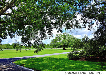 Southern American Farm Oakley Plantation Giant Oak Tree Southern American Farm Oakley Plantation Giant Oak Tree 68208936