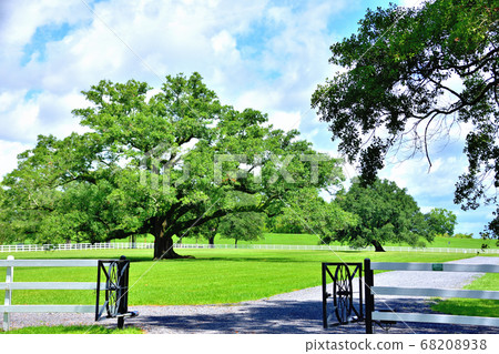 Southern American Farm Oakley Plantation Giant Oak Tree Southern American Farm Oakley Plantation Giant Oak Tree 68208938