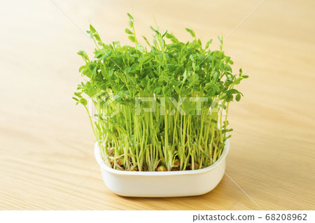 豆類種植 豆類種植 68208962