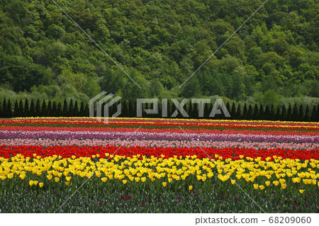 Kamiyuunetsu Tulip Park 68209060