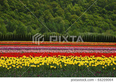 Kamiyuunetsu Tulip Park 68209064