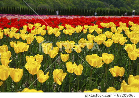 Kamiyuunetsu Tulip Park 68209065