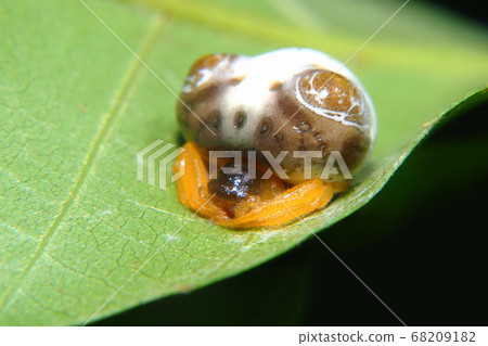 Turin Fundasi (female) 68209182