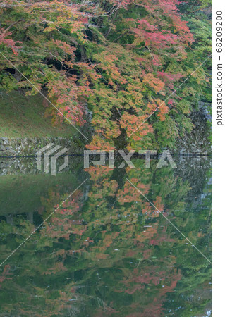 滋賀縣彥根城的秋葉 滋賀縣彥根城的秋葉 68209200