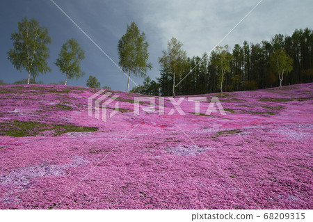 Takigami Shiba Sakura Park 68209315