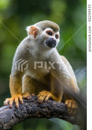 Squirrel's portrait Squirrel's portrait 68209435