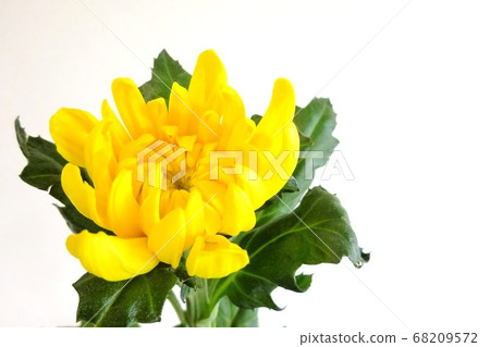 菊花 菊花 68209572