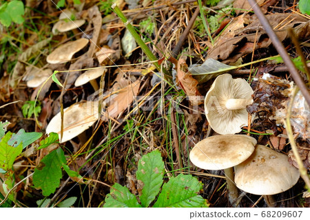 White natural mushroom White natural mushroom 68209607