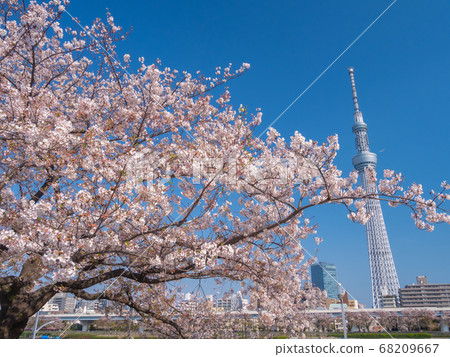 April Tokyo Tokyo Sky Tree and cherry blossoms in Sumida Park 68209667