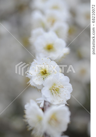Plum blossom Plum blossom 68210072