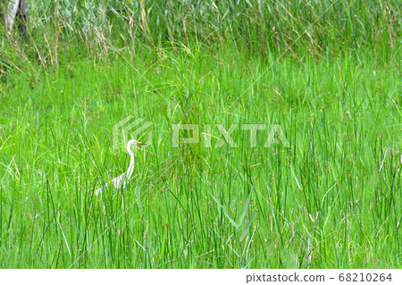 Great Egret in the grass 68210264