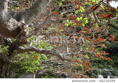 Deigo Deigo 68210294