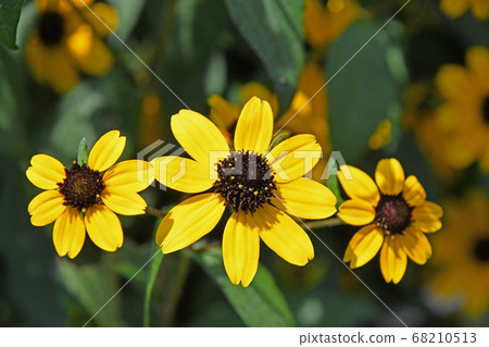 Rudbekia · Takao Rudbekia · Takao 68210513