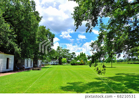 Giant oak tree and slave hut Giant oak tree and slave hut 68210531