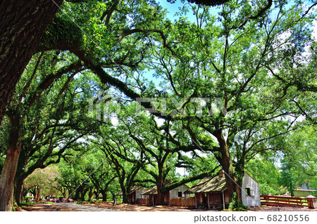 Giant oak tree and slave hut Giant oak tree and slave hut 68210556