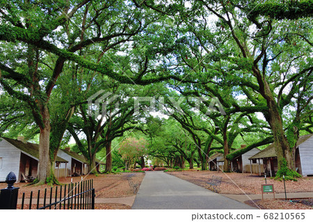 Giant oak tree and slave hut 68210565