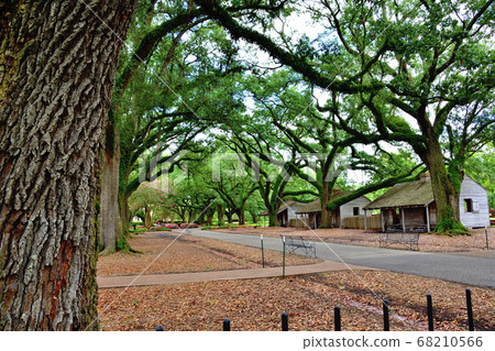 Giant oak tree and slave hut Giant oak tree and slave hut 68210566