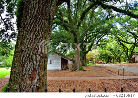 Giant oak tree and slave hut Giant oak tree and slave hut 68210617