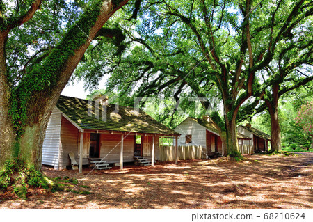 Giant oak tree and slave hut Giant oak tree and slave hut 68210624