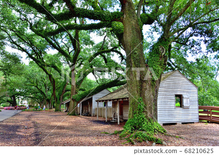 Giant oak tree and slave hut Giant oak tree and slave hut 68210625