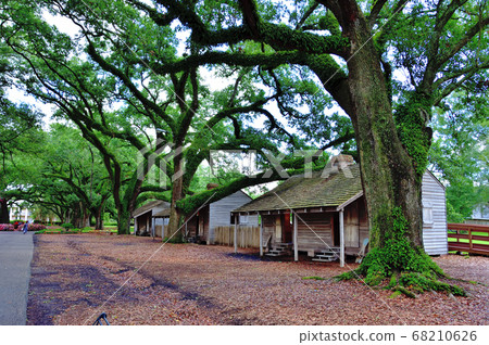 Giant oak tree and slave hut Giant oak tree and slave hut 68210626