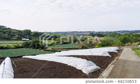 湘南土地三浦半島的初夏田地（白菜，蘿蔔，南瓜） 68210653