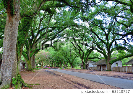 Giant oak tree and slave hut Giant oak tree and slave hut 68210737