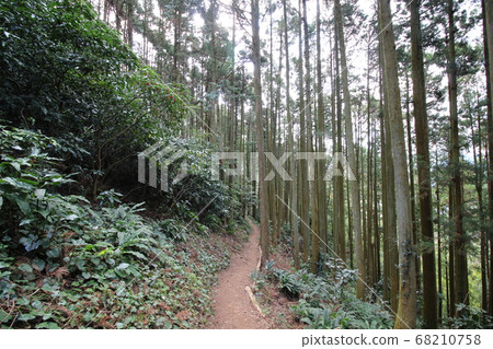 Boundary between natural forest and artificial forest Boundary between natural forest and artificial forest 68210758