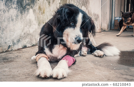 Sad dog in shelter waiting to be rescued and Sad dog in shelter waiting to be rescued and 68210843