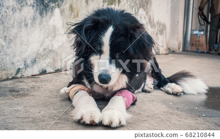Sad dog in shelter waiting to be rescued and Sad dog in shelter waiting to be rescued and 68210844