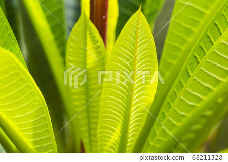 background texture nature frangipani leaf in morning postcard style 68211328
