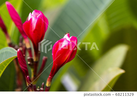 background texture nature colorful red frangipani macro photo background texture nature colorful red frangipani macro photo 68211329