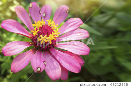 Zinnia flower in garden, selective focus, macro photo of nature plant flower. 68212326