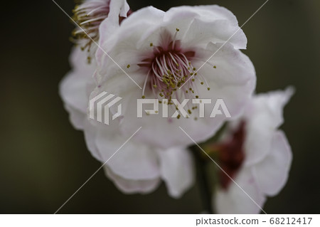 White plum close up White plum close up 68212417