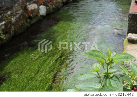 Awakai Plum flower algae 68212448