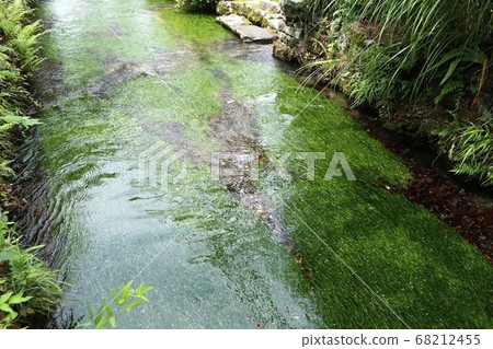 Awakai Plum flower algae 68212455