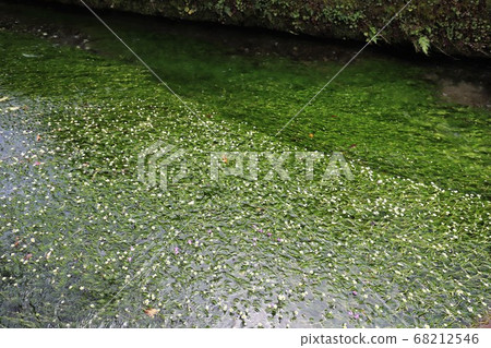 Awakai Plum flower algae Awakai Plum flower algae 68212546