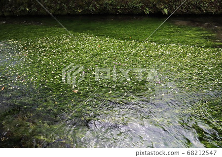 Awakai Plum flower algae 68212547