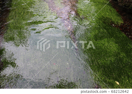 Awakai Plum flower algae 68212642