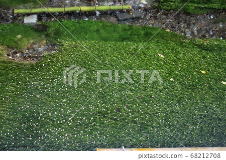 Awakai Plum flower algae 68212708