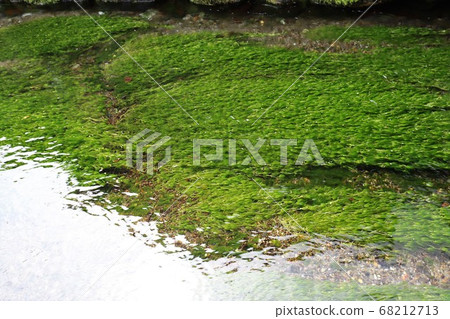 Awakai Plum flower algae 68212713