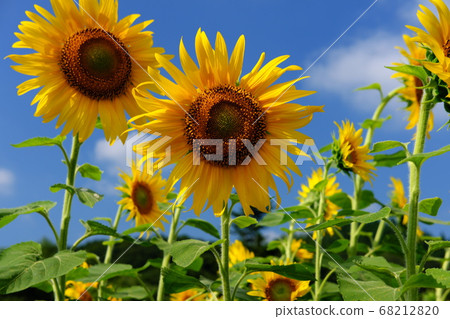 Sunflower field in summer sunny day Sunflower field in summer sunny day 68212820