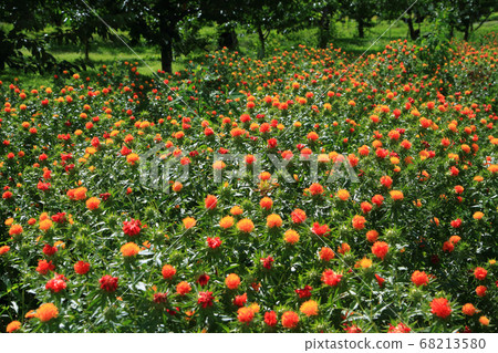 Safflower 68213580