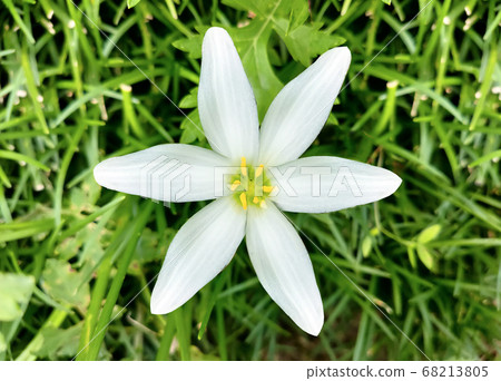 Zephyrinus花 Zephyrinus花 68213805