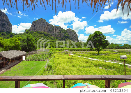 Beautiful yellow cosmos field with big mountain background. 68213894