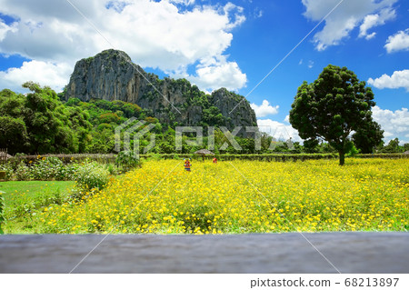 Beautiful yellow cosmos field with big mountain background. 68213897
