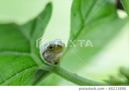 Two-handed frog 68213898