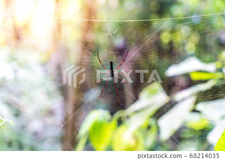Black Orb-weaver Spider (Nephila kuhlii) 68214035