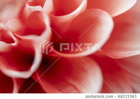 Dahlia Dahlia 68215363